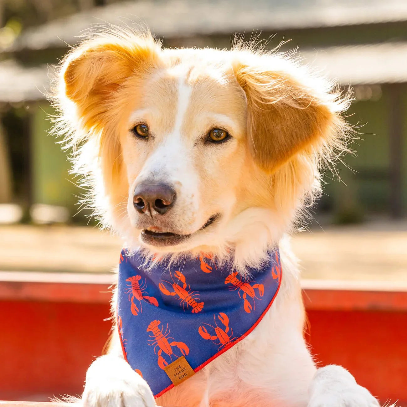 Bandana - Catch Of The Day